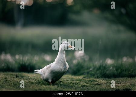 Eine wunderschöne Ente, die draußen auf Gras geht Stockfoto