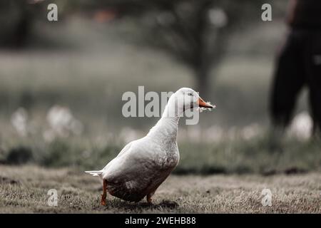 Eine wunderschöne Ente, die draußen auf Gras geht Stockfoto