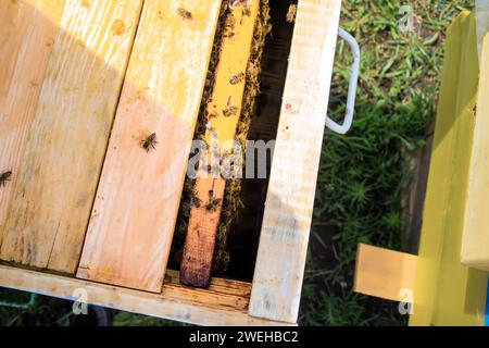 Bienen fliegen während der Imkerinspektion über den Bienenkorb. Arbeitet im Sommer am Bienenhaus. Imkerei und Bienenzucht. Stockfoto