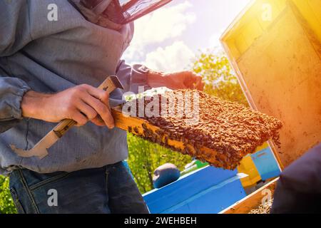 Der Imker inspiziert den Rahmen mit den Königszellen auf der Imkerei abends in den Strahlen der untergehenden Sonne. Der Imker teilt die Rahmen im Bienenstock mit dem Bienenstock-Werkzeug. Bienenstöcke auf schlecht Stockfoto