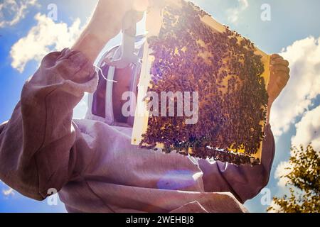 Der Imker inspiziert den Rahmen mit den Königszellen auf der Imkerei abends in den Strahlen der untergehenden Sonne. Der Imker teilt die Rahmen im Bienenstock mit dem Bienenstock-Werkzeug. Bienenstöcke auf schlecht Stockfoto