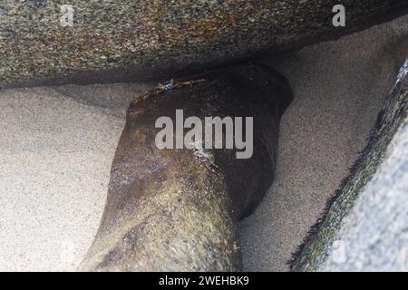 Große Krabben, getarnt in zwei großen Ufersteinen mit Strandsand Stockfoto
