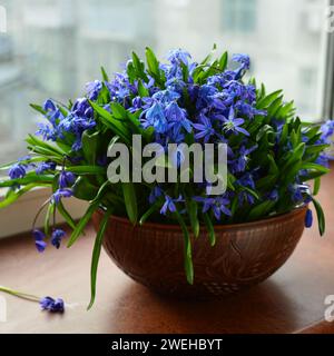 Ein Strauß Schneetropfen in einer Keramikvase am Fenster. Stockfoto