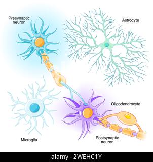 Die Lage von Neuronen und Gliazellen im Zentralnervensystem und im peripheren Nervensystem. Mikroglia, Oligodendrozyten und Astrozyten aus White und Gr Stock Vektor