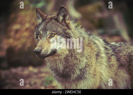 Grauer Wolf im Wald, dunkelbraune Fotografie Stockfoto