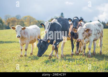 Eine Gruppe von Kühen, die sich auf einem Feld in Mayenne, Frankreich, versammeln Stockfoto