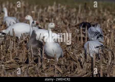 Schneegänse und Blaugänse in einem Feld von Maisstoppeln während der Migration, Lewes, Delaware Stockfoto