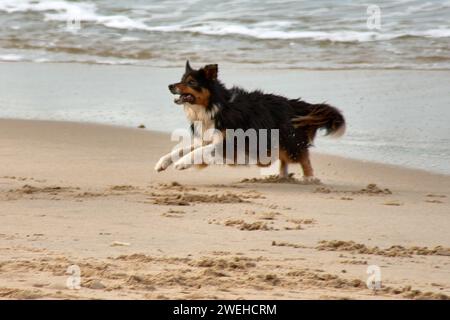 Schwarzer, weißer und brauner Langhaarhund, der tagsüber am Strand läuft Stockfoto