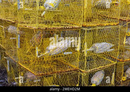 Gelbe Krabbenpfosten an der Ostküste von Maryland an der Chesapeake Bay, Fishing Creek, Maryland Stockfoto