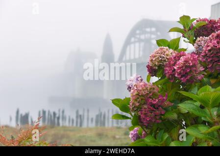 Blühende Hortensie bilden den Rahmen der Yaquina Bay Bridge in Newport, Oregon. Die Brücke ist von Nebel bedeckt. Stockfoto