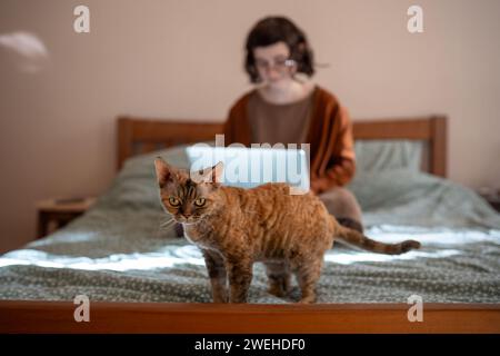 Devon Rex Katze, die auf die Kamera im Bett steht, während Teenager Mädchen auf Laptop im Hintergrund studiert. Stockfoto