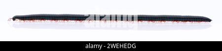 Tausendfüßler (Cylindroiulus caeruleocinctus) (Myriapoda) krabbelt über ein weiß reflektierendes Autodach, das Tier war mehr als doppelt so lang Stockfoto