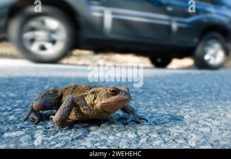 Krötenwanderung, eine Kröte (Bufo bufo) überquert die Straße neben einem fahrenden Auto zwischen Leutaschtal und Mittenwald in Bayern Stockfoto