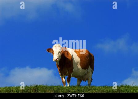 Eine einzige braune Milchkuh steht auf der Weide, vor einem blauen Himmel, bei Kirchdorf, Bayern Stockfoto