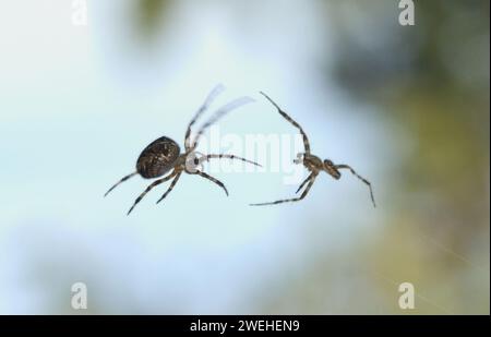 Eine männliche Gartenspinne (Araneus diadematus) nähert sich einer weiblichen Gartenspinne (Araneus diadematus) Stockfoto