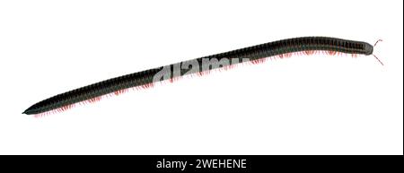 (Myriapoda) Millipede (Cylindroiulus caeruleocinctus) auf einem weißen Autodach, La Palma, Kanarische Inseln, Spanien Stockfoto