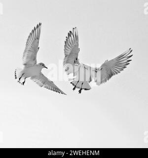 Zwei junge Schwarzkopfmöwen (Larus ridibundus) fliegen zum Futter ein und flattern über der Futterstelle Stockfoto