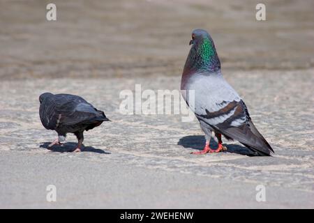 Eine Haustaube (Columba livia f. domestica) hofft ein Weibchen Stockfoto