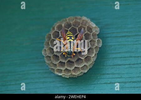 Eine Hausfeldwespe (Polistes dominula) auf dem Nest Stockfoto