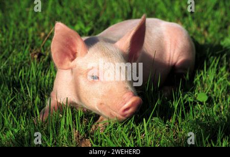 Ein Ferkel liegt auf der grünen Wiese Stockfoto