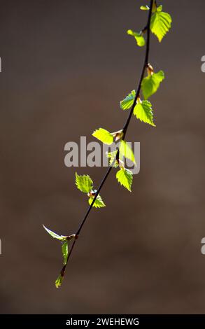 Ein junger Zweig einer Silberbirke, Warzenbirke, Europäische Weißbirke (Betula pendula), die im Frühjahr hinterleuchtet wird Stockfoto