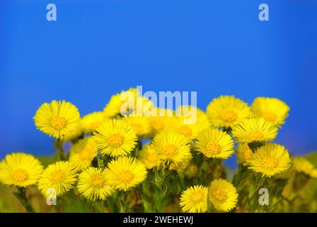 Eine Gruppe von Henkel (Tussilago farfarfara) Stockfoto