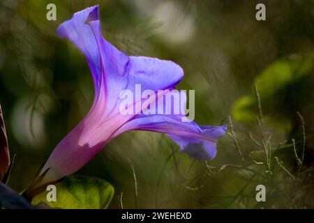 Gemeinsamen Prunkwinde (Ipomoea Purpurea) Stockfoto