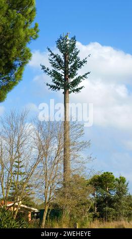 Ein Handymast, getarnt als Baum Stockfoto