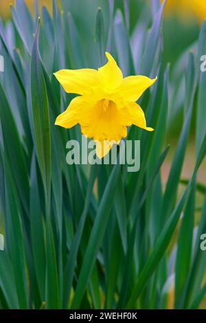 Eine einzelne gelbe Narzissen (Narcissus pseudonarcissus) Stockfoto