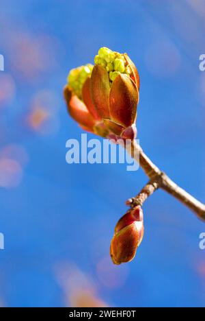 Knospen eines roten Ahorns (Acer rubrum) vor blauem Himmel Stockfoto