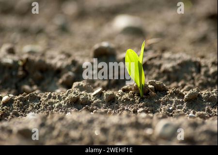 Eine junge Maispflanze, Shot, Zuckermais Stockfoto