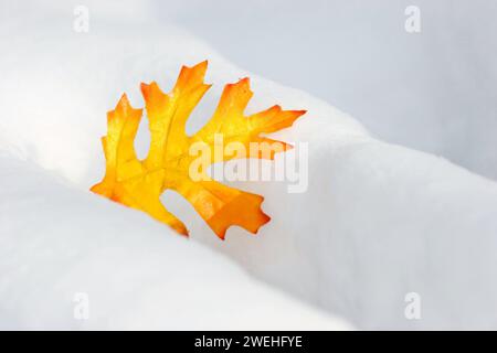 Ein künstliches orange-rotes Herbstblatt aus Kunststoff liegt im Schnee Stockfoto