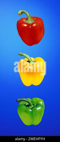 Eine rote, gelbe und grüne Paprika auf blauem Hintergrund Stockfoto