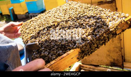 Der Imker inspiziert den Rahmen mit den Königszellen auf der Imkerei abends in den Strahlen der untergehenden Sonne. Der Imker teilt die Rahmen im Bienenstock mit dem Bienenstock-Werkzeug. Bienenstöcke auf schlecht Stockfoto