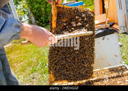 Imker zieht Bienen aus dem Rahmen, vereint Bienenfamilie und stellt Rahmen mit Königinnen Zellen in Imkerei. Imkerei. Imker grau Schutzanzug Kostüm che Stockfoto