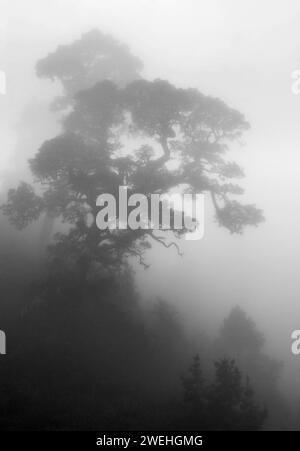 Eine kanarische Kiefer (Pinus canariensis) im Nebel, Wolken, die durch die Passatwinde am Berg entstehen, La Palma, Kanarische Inseln, Spanien Stockfoto