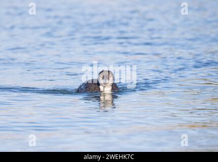 Gemeinsamer Loon schwimmt direkt vor der Kamera Stockfoto