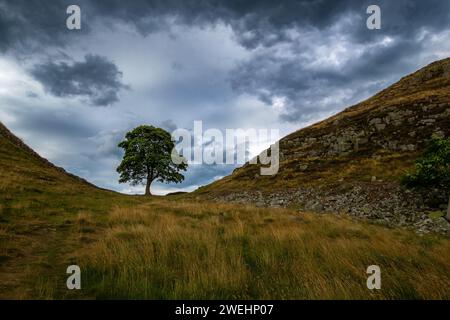 Sycamore Gap - ikonischer einsamer Sycamore Baum in der Nähe von Hadrian's Wall, Crag Lough, Northumberland National Park, Northumberland, England, Vereinigtes Königreich Stockfoto