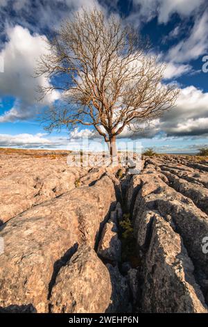 Ein widerstandsfähiger, einsamer Hawthorn-Baum hält sich am windgepeitschten Kalksteinpflaster oberhalb von Malham im Yorkshire Dales National Park, North Yorkshire, England, Großbritannien. Stockfoto