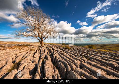 Ein widerstandsfähiger, einsamer Hawthorn-Baum hält sich am windgepeitschten Kalksteinpflaster oberhalb von Malham im Yorkshire Dales National Park, North Yorkshire, England, Großbritannien. Stockfoto