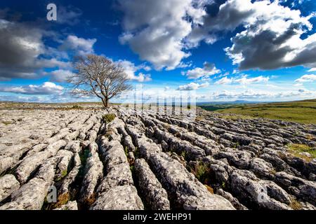 Ein widerstandsfähiger, einsamer Hawthorn-Baum hält sich am windgepeitschten Kalksteinpflaster oberhalb von Malham im Yorkshire Dales National Park, North Yorkshire, England, Großbritannien. Stockfoto