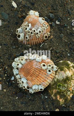 Schale mit Seepocken auf Strand, Damon Point State Park, Washington Stockfoto