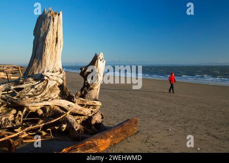 Melden Sie sich am Strand, Damon Point State Park, Washington Stockfoto