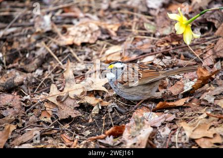 Entzückender WeißkehlenSparrow (Zonotrichia albicollis) schmückt die Wälder des Golden Gate Park, San Francisco. Eine charmante Begegnung mit diesem mi Stockfoto