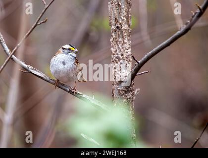 Entzückender WeißkehlenSparrow (Zonotrichia albicollis) schmückt die Wälder des Golden Gate Park, San Francisco. Eine charmante Begegnung mit diesem mi Stockfoto