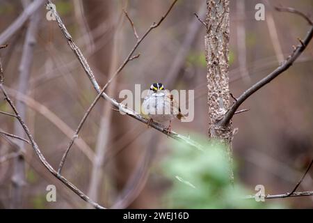 Entzückender WeißkehlenSparrow (Zonotrichia albicollis) schmückt die Wälder des Golden Gate Park, San Francisco. Eine charmante Begegnung mit diesem mi Stockfoto