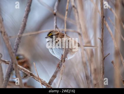 Entzückender WeißkehlenSparrow (Zonotrichia albicollis) schmückt die Wälder des Golden Gate Park, San Francisco. Eine charmante Begegnung mit diesem mi Stockfoto