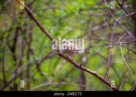 Entzückender WeißkehlenSparrow (Zonotrichia albicollis) schmückt die Wälder des Golden Gate Park, San Francisco. Eine charmante Begegnung mit diesem mi Stockfoto