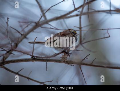 Entzückender WeißkehlenSparrow (Zonotrichia albicollis) schmückt die Wälder des Golden Gate Park, San Francisco. Eine charmante Begegnung mit diesem mi Stockfoto