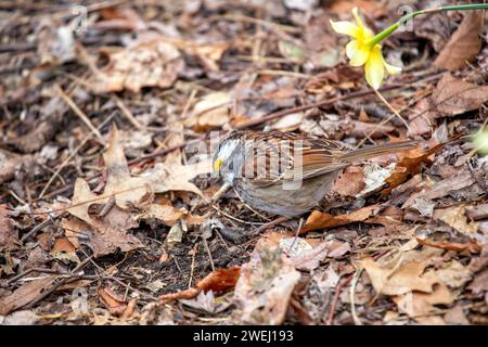 Entzückender WeißkehlenSparrow (Zonotrichia albicollis) schmückt die Wälder des Golden Gate Park, San Francisco. Eine charmante Begegnung mit diesem mi Stockfoto